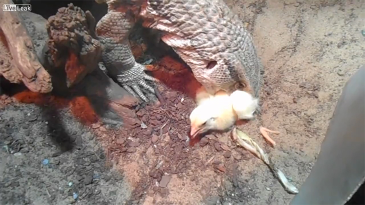 【閲覧注意】ペットのトカゲに生きたヒヨコを与えるグロ動画。