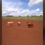 1匹で2キルしてしまう “強すぎる羊” の動画。