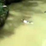 ろくでもない遊び。大量のワニがいる池に猫を放り投げる動画。