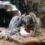 【閲覧注意】タランチュラに生きた赤ちゃんネズミを与えてみた捕食動画。