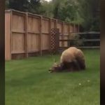 【衝撃映像】なんか庭がうるさいな → クマがシカを殺してた。