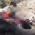 【閲覧注意】電車に轢かれたゾウ、バラバラになってしまったグロ動画。