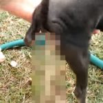 【衝撃映像】子犬の肛門からサナダムシ。その長さが尋常ではないグロ動画。