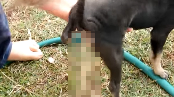 【衝撃映像】子犬の肛門からサナダムシ。その長さが尋常ではないグロ動画。