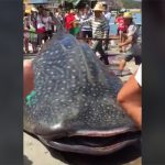 【閲覧注意】まだ生きているジンベイザメを解体するグロ動画。