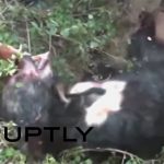 【閲覧注意】熊に襲われた村、1人が重症、1人が死亡したグロ動画。