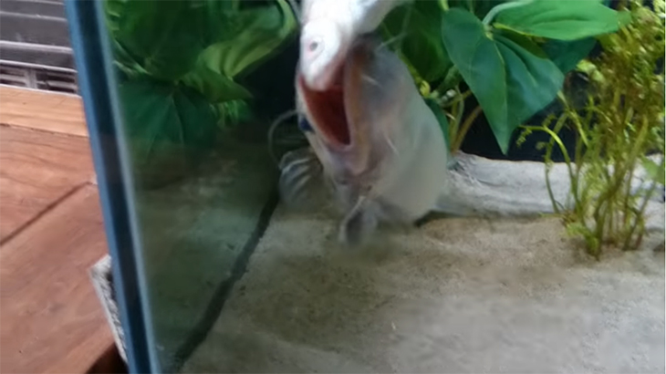 ナマズさん、自分と同じくらい大きな魚を丸呑みする動画。