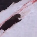 ハンターに狙われたクマ、流血しながら斜面を転がるグロ動画。
