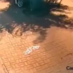 親猫の目の前で子猫を殺す。酷すぎる男の動画。