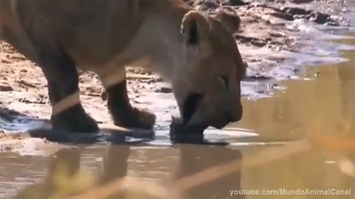 カバとの争いに負けたライオン、アゴが砕かれもはや生きていけない動画。