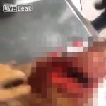 【閲覧注意】4メートルものイタチザメに襲われたらひとたまりもない。