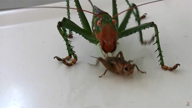 まるで悪魔のようなキリギリス「レッドアイ・デビル」の捕食動画。