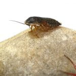 【閲覧注意】ゴキブリを食べるムカデ。昆虫界ほど恐ろしい世界はない。