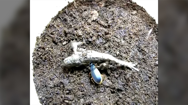 食物連鎖を覆す。昆虫がカエルを捕食する動画。