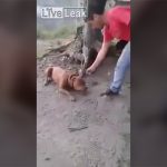 娘を傷つけたピットブル、父親に頭を撃ち抜かれるグロ動画。