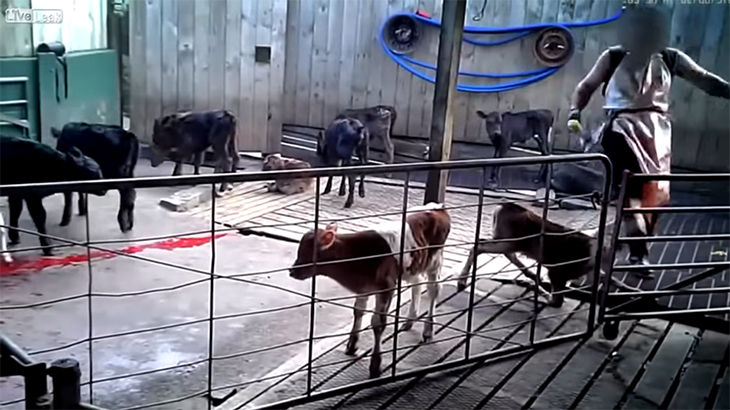 【閲覧注意】「オスだから」という理由で殺されるウシのグロ動画。