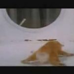 猫にLSDを投与するとどうなるか、実験動画。