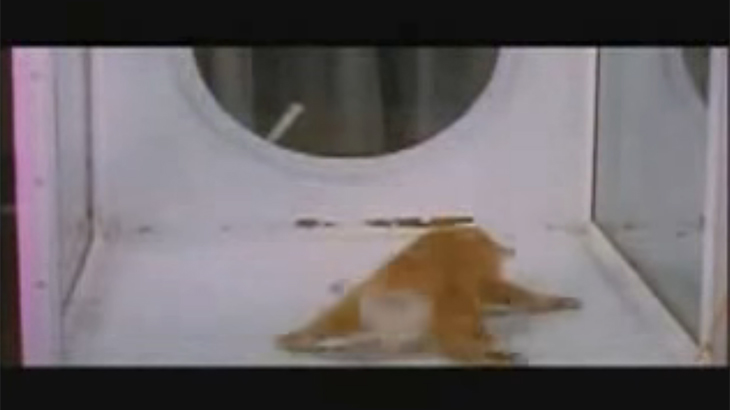 猫にLSDを投与するとどうなるか、実験動画。