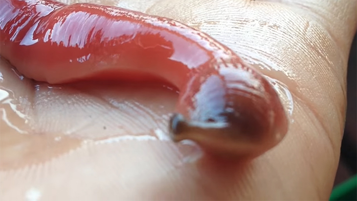 【閲覧注意】ナマコが吐き出す「白いもの」がめちゃきもいグロ動画。