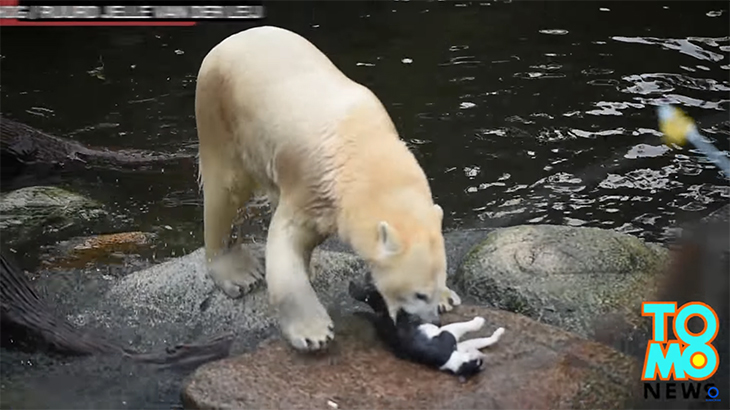 ホッキョクグマ、死んだ猫を弄ぶ動画。