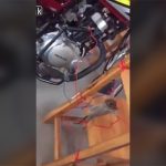 【衝撃映像】ネズミを縛り上げ電気ショックを与える虐待動画。