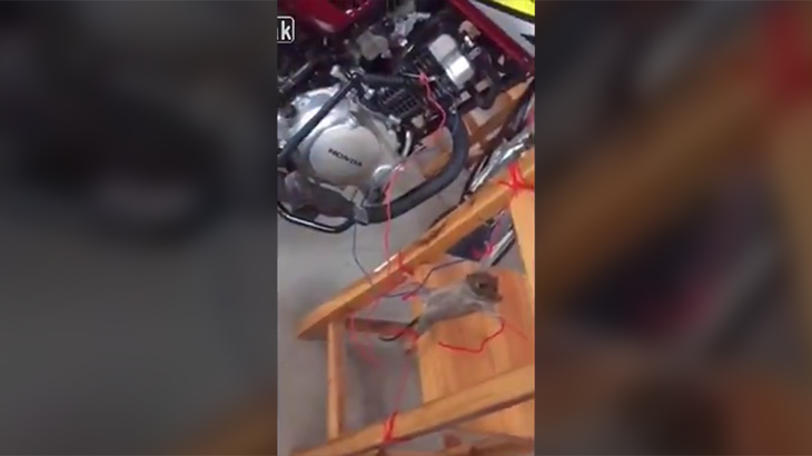 【衝撃映像】ネズミを縛り上げ電気ショックを与える虐待動画。