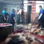 【閲覧注意】革製品を作るためだけに殺される犬のグロ動画。