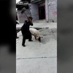 農家のとある1日、ブタをハンマーで殺すグロ動画。