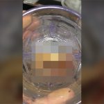 【閲覧注意】水槽から見つけた謎の生き物。こんなの入れた記憶がない。