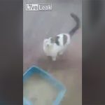 猫に熱湯をかけて虐待する動画。