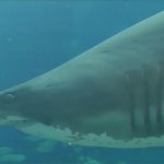 【閲覧注意】水族館にてサメに腕を噛まれてしまうダイバーのグロ動画。