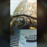 【閲覧注意】死んだカメ、もはや体中ウジだらけとなってしまったグロ動画。