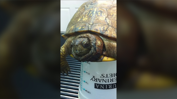 【閲覧注意】死んだカメ、もはや体中ウジだらけとなってしまったグロ動画。