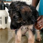 【閲覧注意】体の隅々までワームに寄生された子犬のグロ動画。