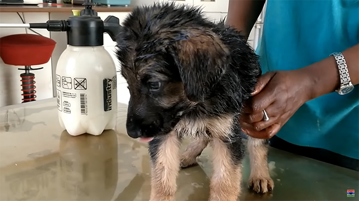 【閲覧注意】体の隅々までワームに寄生された子犬のグロ動画。