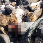 【閲覧注意】野良猫が死んだ人間を食べているグロ動画。