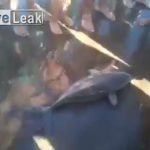 自撮りのためにイルカの赤ちゃんを殺してしまう人々。