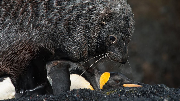 オットセイにレ●プされるペンギンの動画が笑えない。