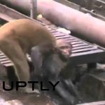 感電したサルを救う仲間。インドの線路上にて。