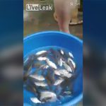 踊り食いするには大きすぎる魚をタレにつけて食べる動画。