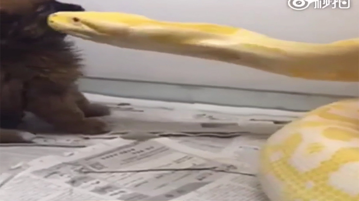 巨大な蛇を飼っている男、餌に生きた子犬を与える動画。