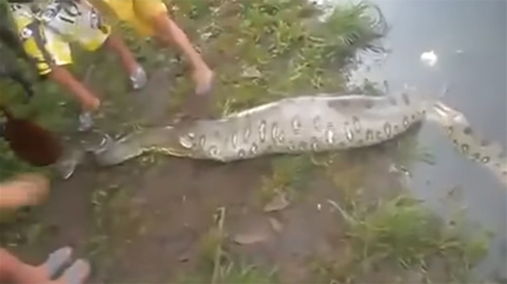 巨大なヘビを捕まえた。お腹を裂いてみるとなんと・・・。