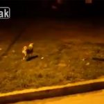 【閲覧注意】野良犬が多くなってきたので射殺しながらトラックで回収してまわる動画。