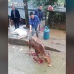 【閲覧注意】今日は祭りだ。子牛を燃やそう。