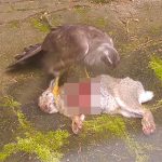 【閲覧注意】朝、目を覚ますと庭でウサギが襲われていた。