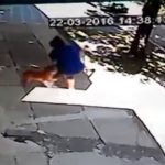 ピットブルを放し飼いにしてはいけない、その理由。