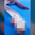 あまりにもエイリアンすぎる魚が釣り上げられた動画。