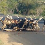 【閲覧注意】南アフリカの犬の食事風景が怖すぎるグロ動画。