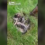 【閲覧注意】アナコンダに襲われた犬、締め付けられ吐いてしまうグロ動画。