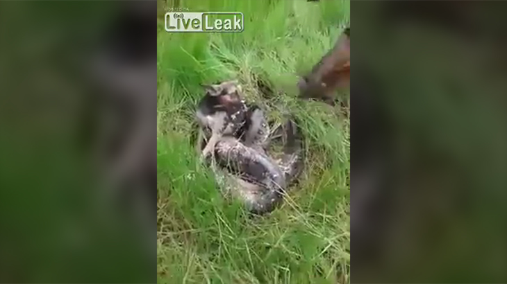 【閲覧注意】アナコンダに襲われた犬、締め付けられ吐いてしまうグロ動画。